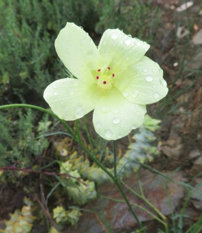 Hibiscus aethiopicus var. ovatus flower maybe